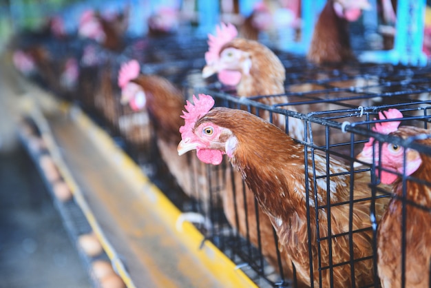 Hen in cage agriculture on indoors chicken farm product with fresh egg chicken  