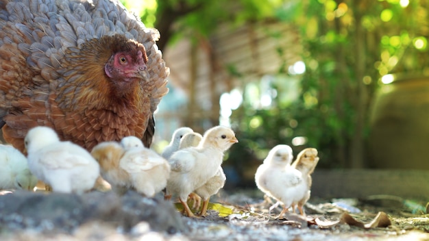 自然な鶏の飼育