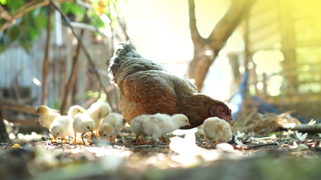 Photo hen chick rearing in natural