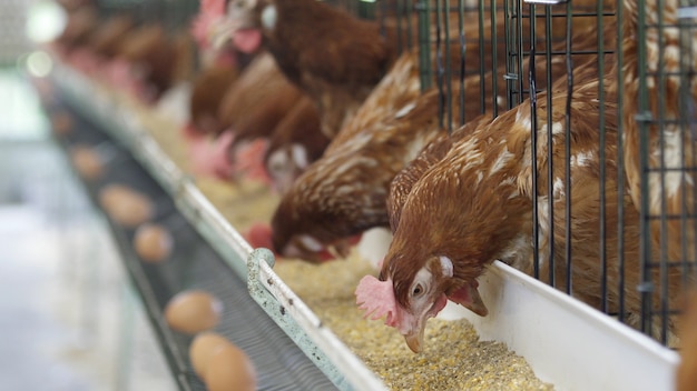 Foto gallina, uova di pollo e polli mangiano cibo in fattoria.