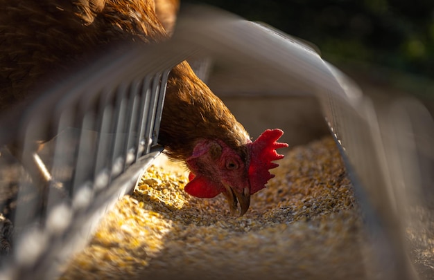 Photo hen chicken feeding