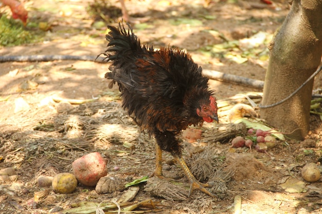 Hen chicken on a traditional agricole farm