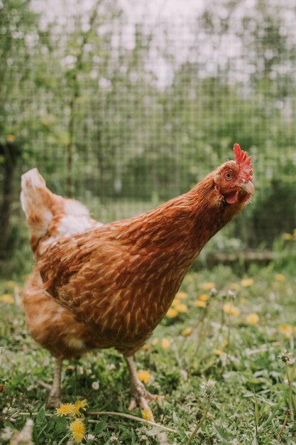 Photo hen in chicken