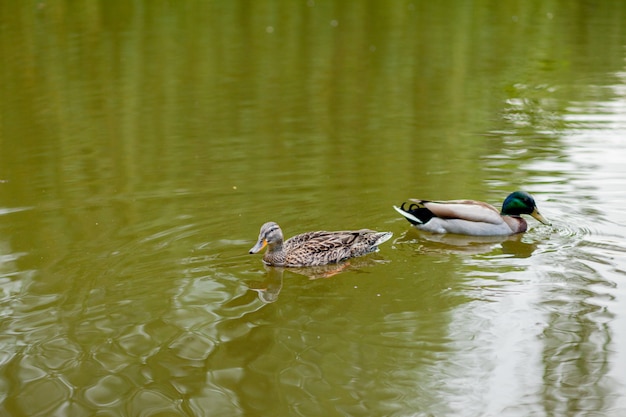 A Hen and Drake Mallard Duck swim together