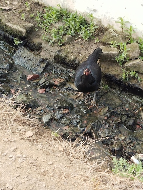 Photo hen drinking water from watercourse