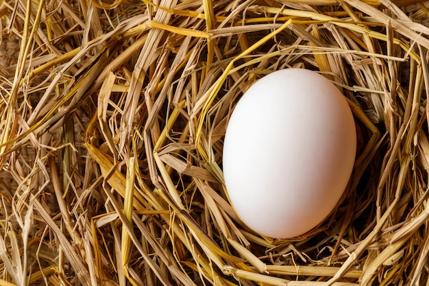 Foto uovo di gallina o anatra su paglia