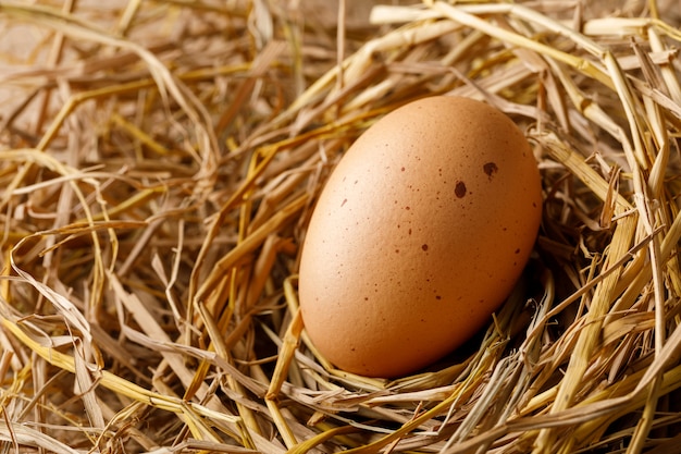 Hen egg on straw