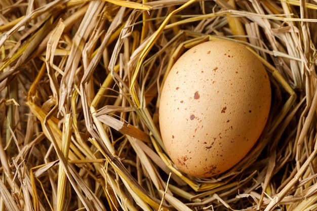 Foto uovo di gallina su paglia