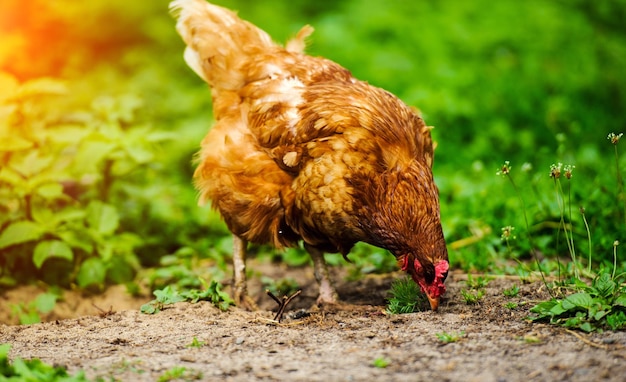 Photo hen on a farm