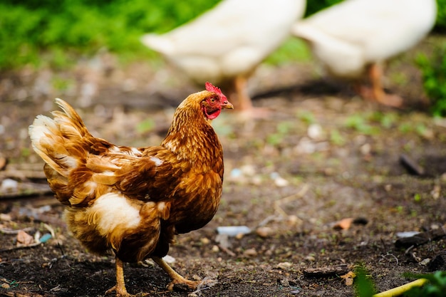 Hen on a farm