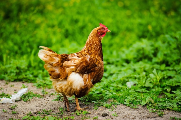 Hen on a farm