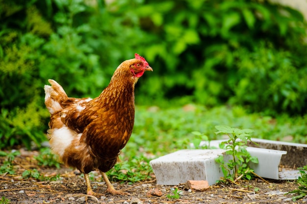 Hen on a farm