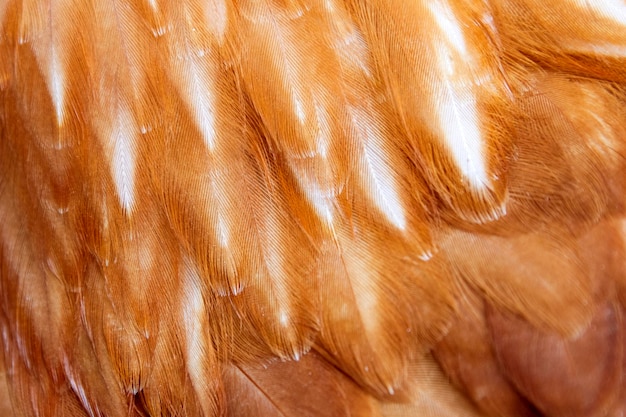 Hen feathers texture