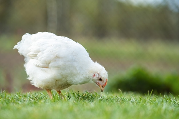 Hen feed on traditional rural barnyard. Close up of chicken stan