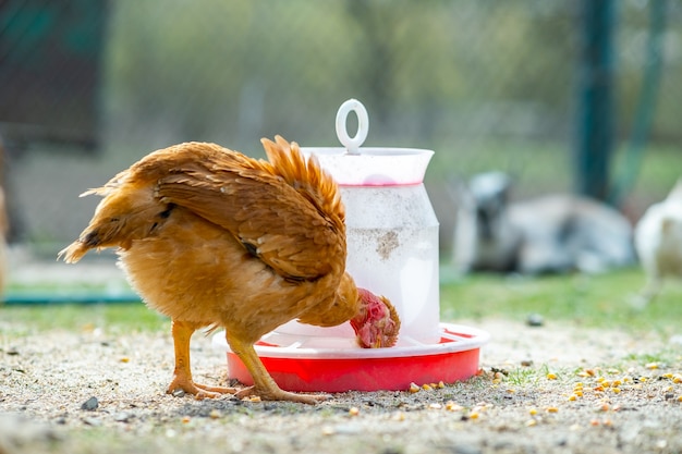 鶏は伝統的な田舎の納屋を食べます。鳥の餌箱で納屋の庭に立っている鶏のクローズアップ。放し飼いの養鶏のコンセプト。