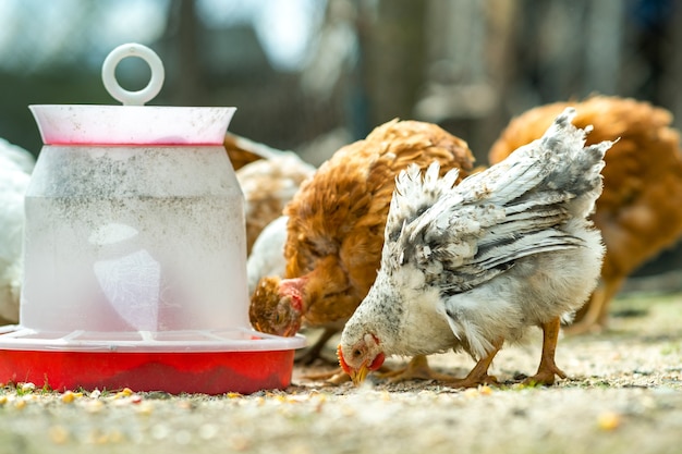 鶏は伝統的な田舎の納屋を食べます。鳥の餌箱で納屋の庭に立っている鶏のクローズアップ。放し飼いの養鶏のコンセプト。