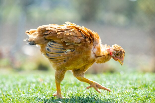 鶏は伝統的な田舎の納屋を食べます。緑の草と納屋の庭に立っている鶏のクローズアップ。放し飼いの養鶏のコンセプト。