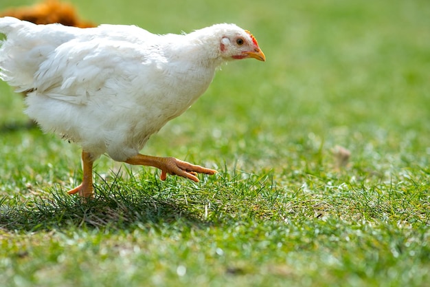 鶏は伝統的な田舎の納屋を食べます。緑の草と納屋の庭に立っている鶏のクローズアップ。放し飼いの養鶏のコンセプト。