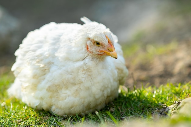 Hen feed on traditional rural barnyard close up of white\
chicken sitting on barn yard with green grass free range poultry\
farming concept