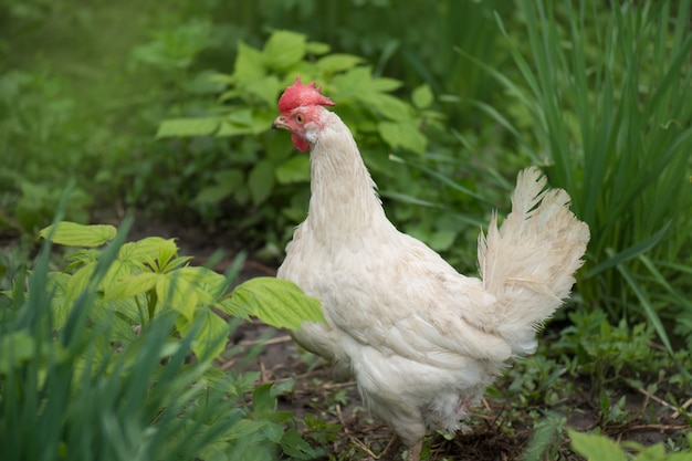 Hen in field organic farm. Nature outdoors farm. White hen in a farmyard. Free range chicken on an  farm.