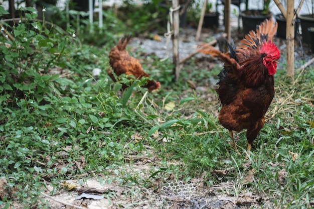 Hen flying and picking on grass in field