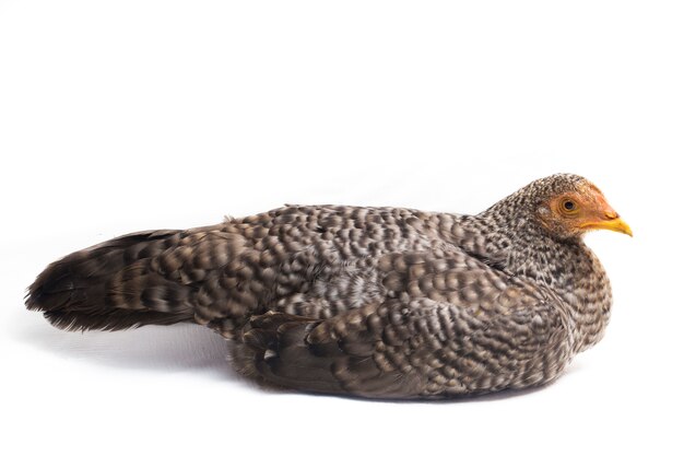 The Hen free-range chicken on white background