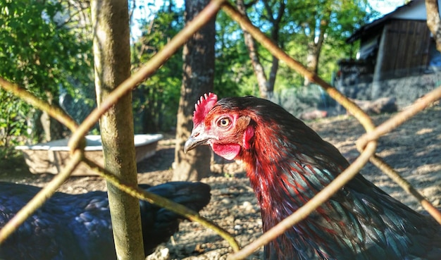 Foto hen gezien vanuit het raster van een metalen hek