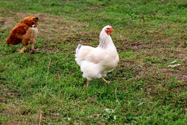 Hen and green grass - free range chicken - one.