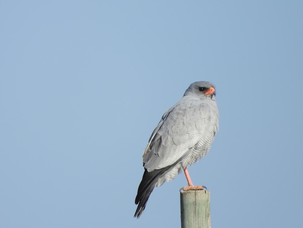 Hen harrier