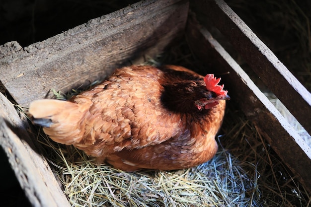 hen hatching eggs in nest of straw inside a wooden chicken coop Brown hen sits on the eggs in hay inside chicken coop