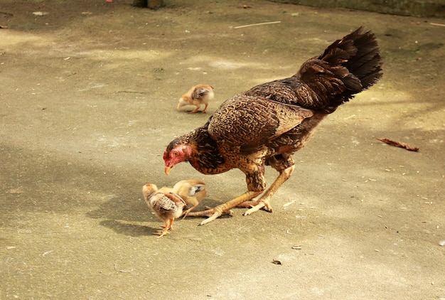 Курица и ее цыпленок