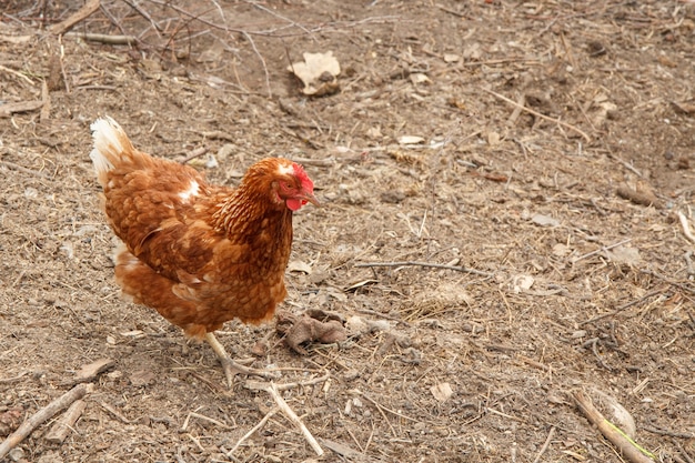 Hen is walking in the courtyard.