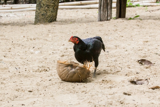 A hen looking for some food on dry coconut, rural scene.