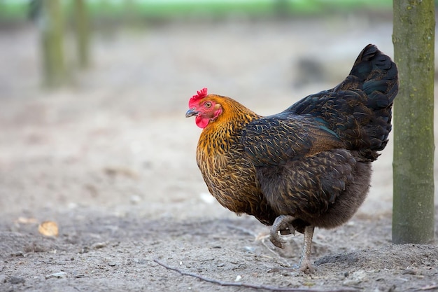 Hen op de boerderij