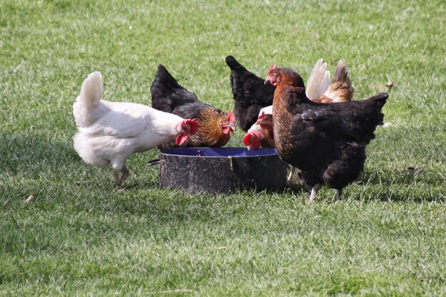 Foto hen op het grasveld