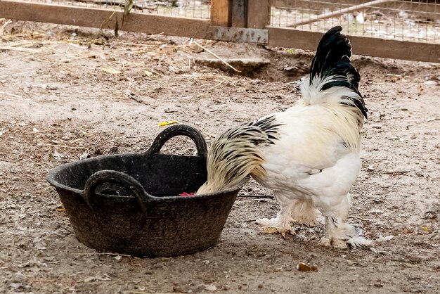 Hen pecking grain from bowl in farmyard