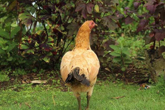 Foto una gallina in piedi