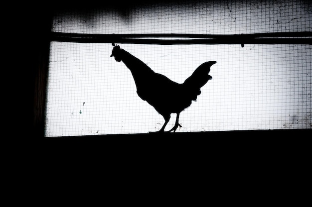 Hen on window in barn