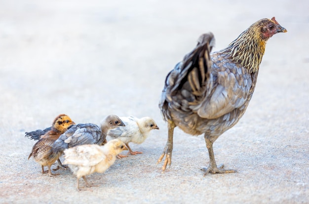 Hen with babe chickens on the ground