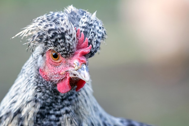 Hen with big topknot in the gray background