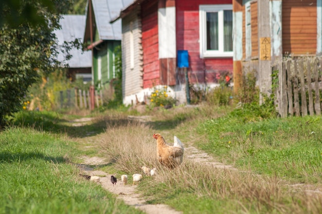 Фото Курица с цыплятами пересекает дорогу села
