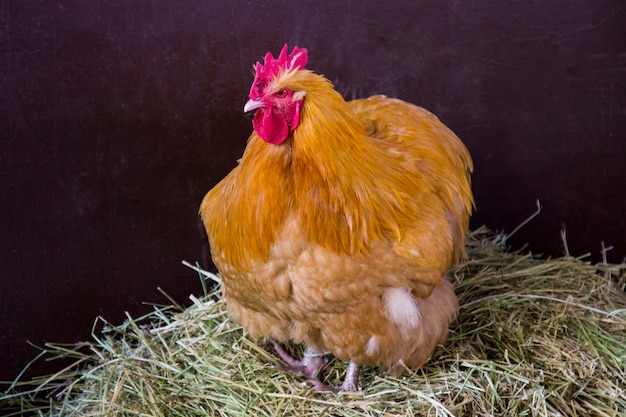 A hen with red feathers sitting on the nest