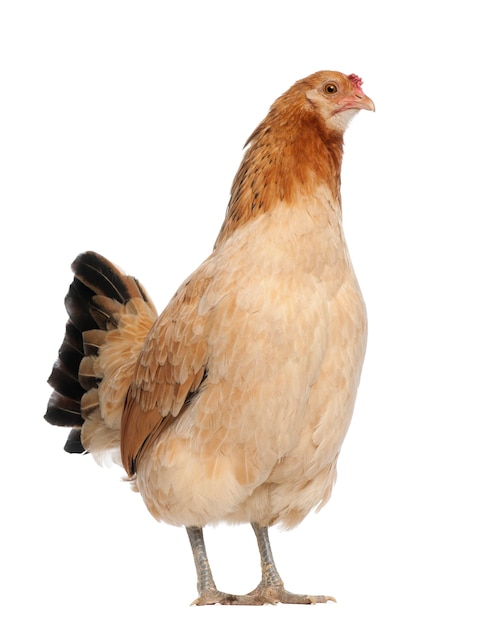 Hen