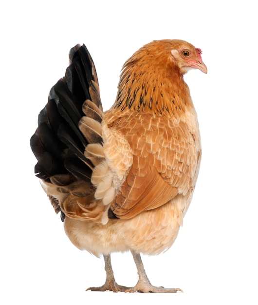 Hen