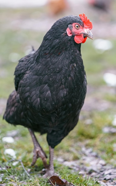 Hen