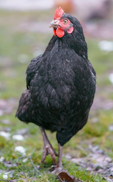 Hen