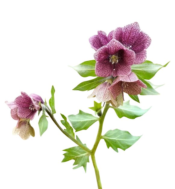 Photo henbane as a plant grown mainly for pharmaceutical and herbal medicine purposes