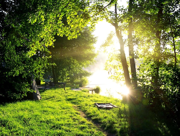 Hengel op de oever van de rivier bij zonsopgang