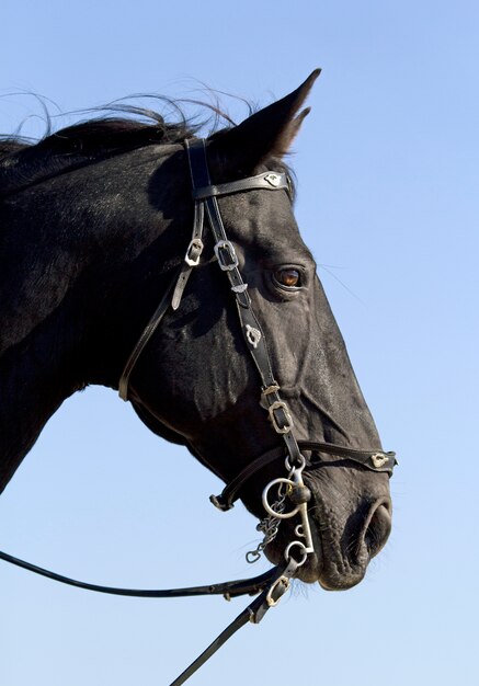 hengst op het strand