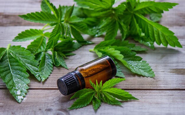 Hennepolie verse cannabisbladeren Potten met cannabisolie
